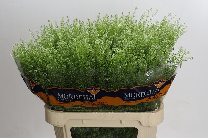 <h4>Lepidium Green Bell</h4>