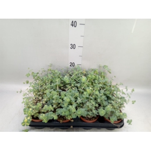 Sedum sieboldii 'Mediovariegatum'