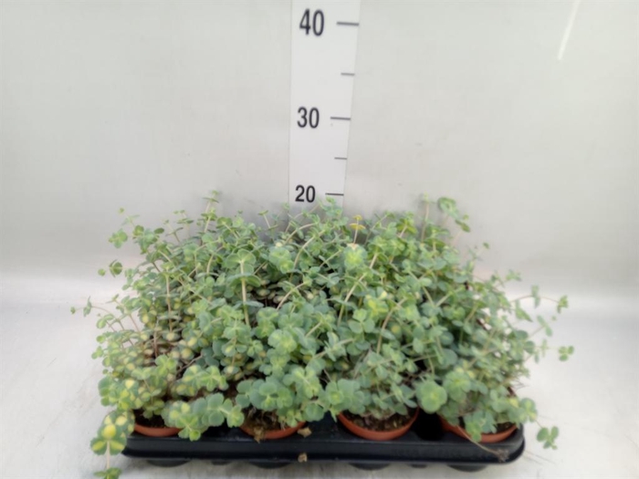 <h4>Sedum sieboldii 'Mediovariegatum'</h4>