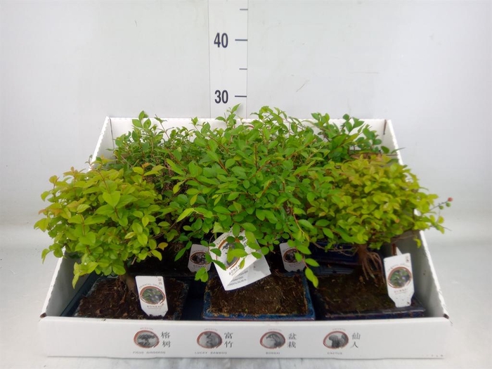 <h4>Bonsai ...mix</h4>