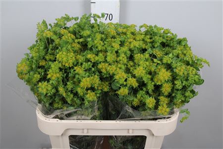 Bupleurum Rotundifol