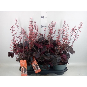 Heuchera   ...
