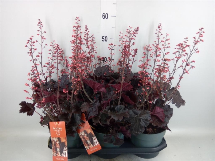 <h4>Heuchera   ...</h4>