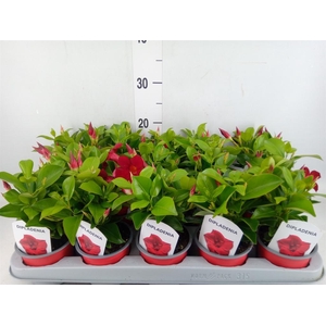 Mandevilla sand. 'Rio Deep Red'