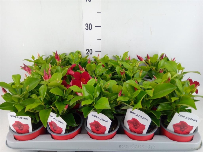 <h4>Mandevilla sand. 'Rio Deep Red'</h4>