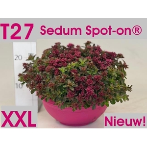 SEDUM SPU SPOT D ROS