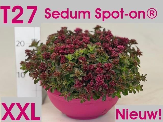 <h4>SEDUM SPU SPOT D ROS</h4>