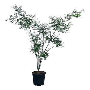 Styphnolobium japonicum