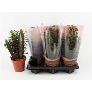 Euphorbia trigona 'Rubra'