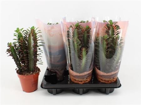 <h4>Euphorbia trigona 'Rubra'</h4>