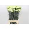Dianthus St Lady Midori