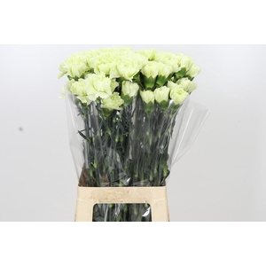 Dianthus St Lady Midori