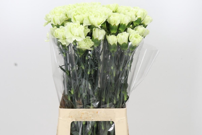<h4>Dianthus St Lady Midori</h4>