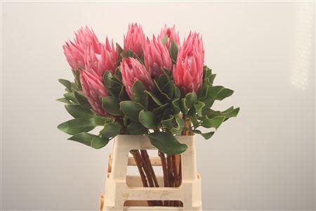 <h4>Protea Madiba</h4>