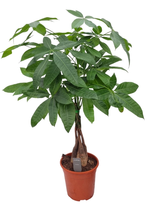 <h4>Pachira aquatica</h4>