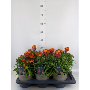 Erysimum linifolium