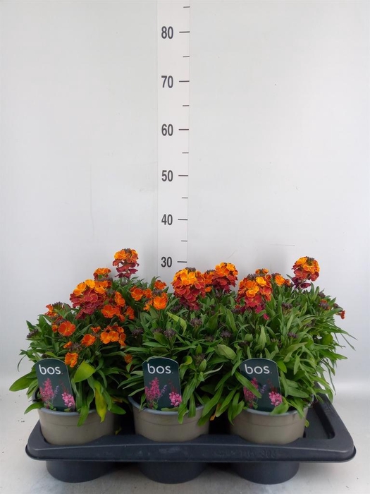<h4>Erysimum linifolium</h4>