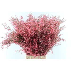 Ginster Red 200 Gram