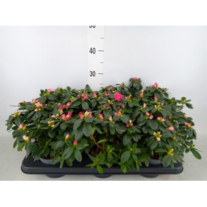 Rhododendron sim. 'Hellmut V' .mix