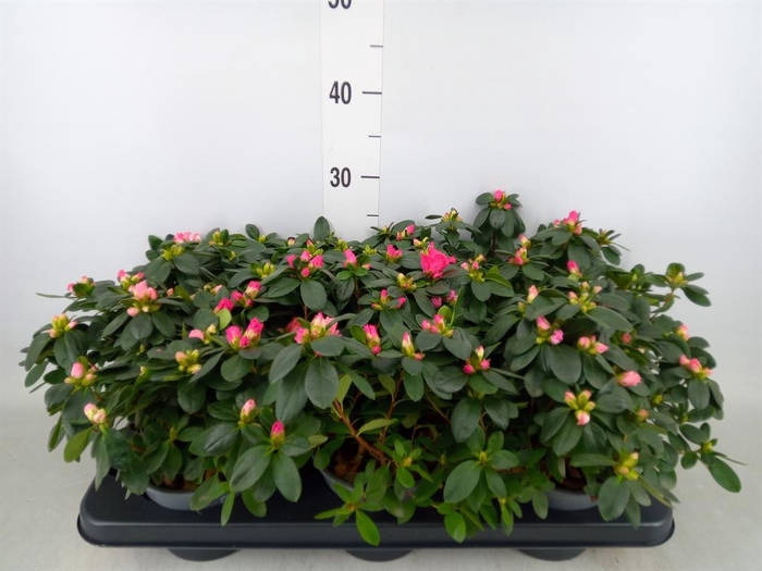 <h4>Rhododendron sim. 'Hellmut V' .mix</h4>