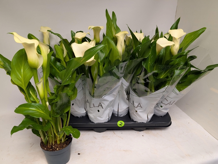 <h4>ZANT CAPT FRESCO</h4>