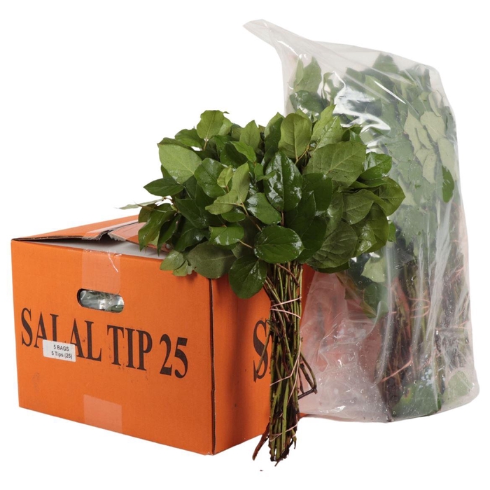 <h4>Salal Tip</h4>