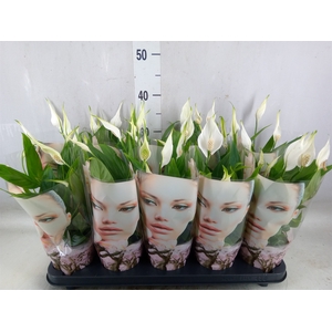 Spathiphyllum  'Alana'