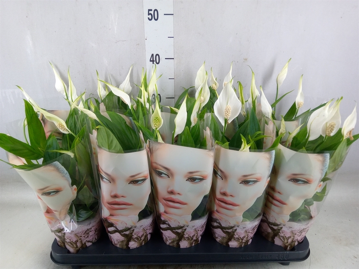 <h4>Spathiphyllum  'Alana'</h4>