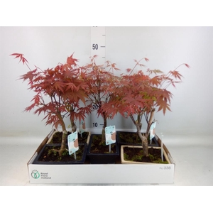 Bonsai   ...mix
