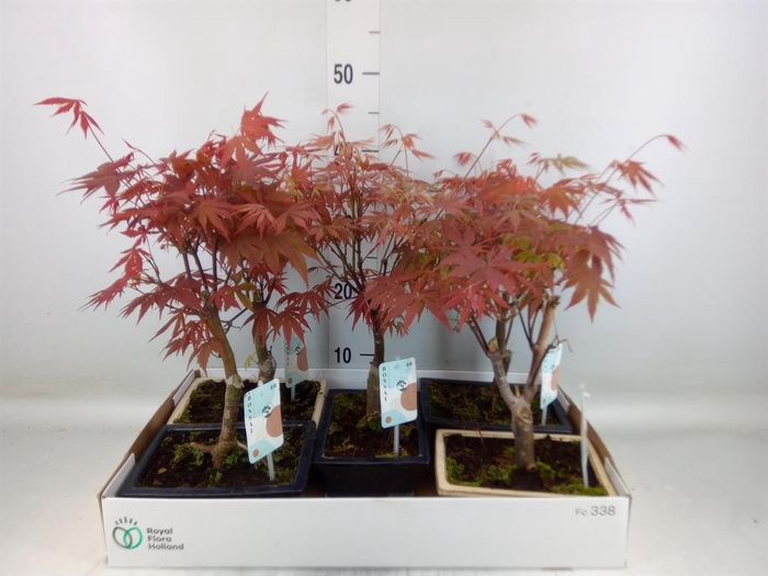 <h4>Bonsai   ...mix</h4>