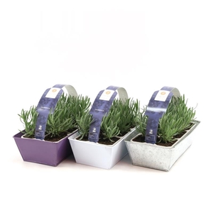 Lavandula 6-Pack in Zinc Mix