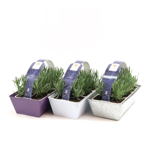 <h4>Lavandula 6-Pack in Zinc Mix</h4>