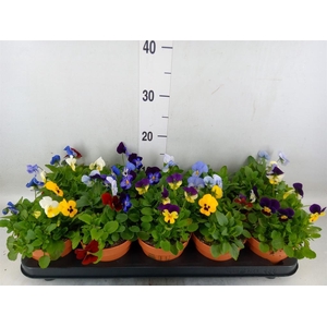 Viola corn.   ...mix