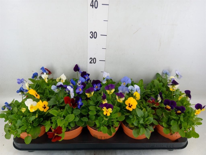 <h4>Viola corn. ...mix</h4>