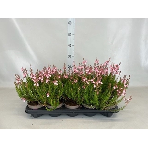 Daboecia cantabrica 'Purpurea'