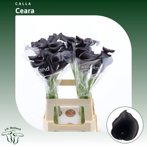 ZANT CALL CEARA