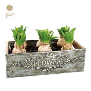 Hyacinth mix 6900 flower zink 6pp