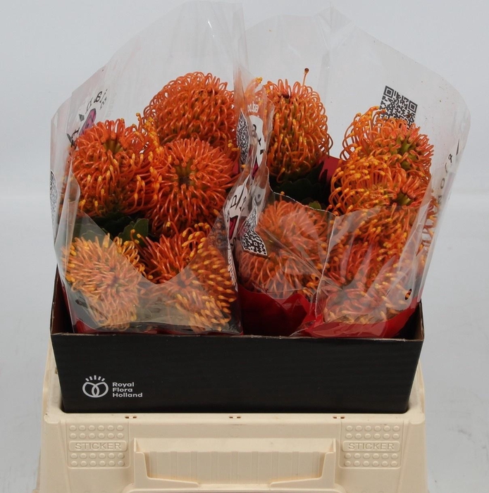 <h4>LEUCO CO SUCCESSION</h4>