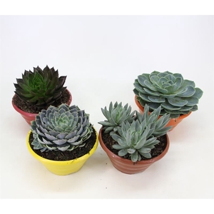 ECHEVERIA C21
