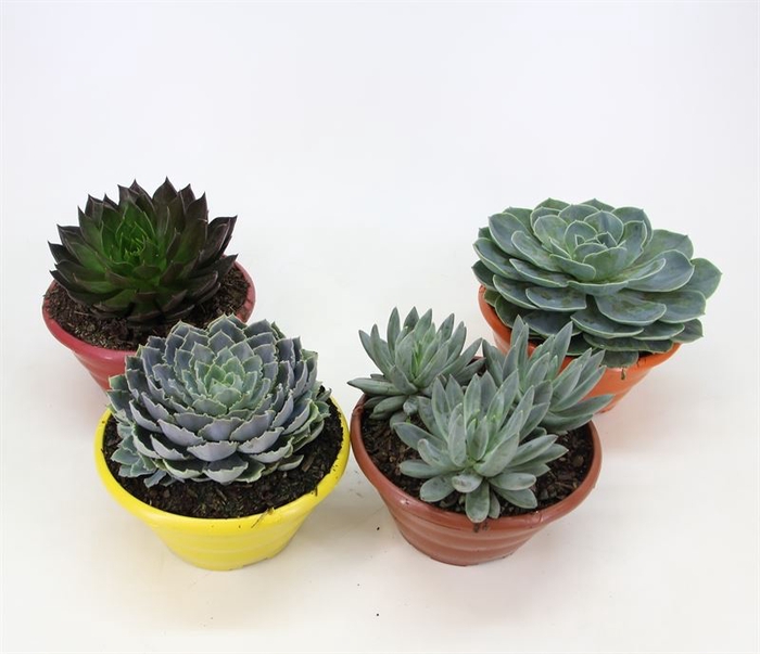 <h4>ECHEVERIA C21</h4>