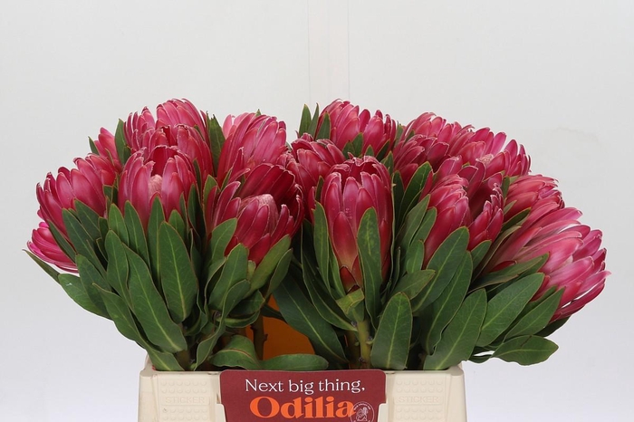 <h4>Protea Brenda</h4>