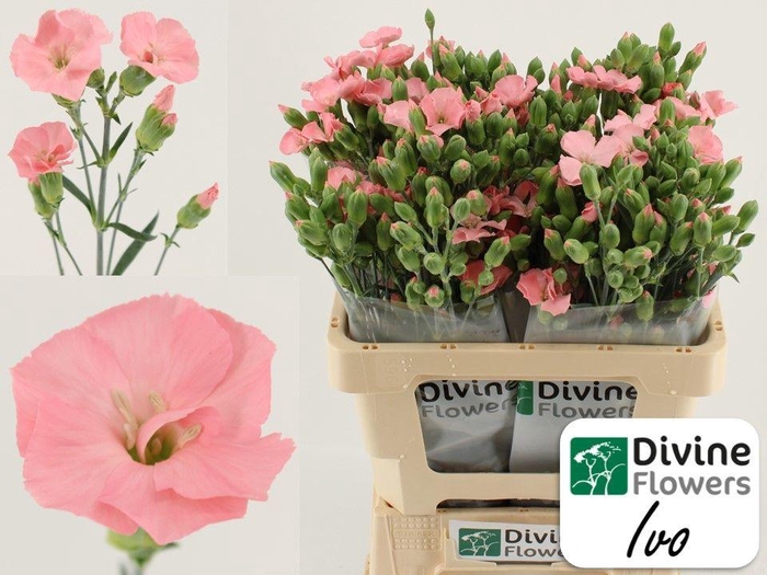 <h4>Di Tr Solomio Ivo Divine</h4>