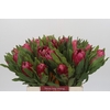 Protea Brenda