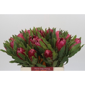 Protea Brenda