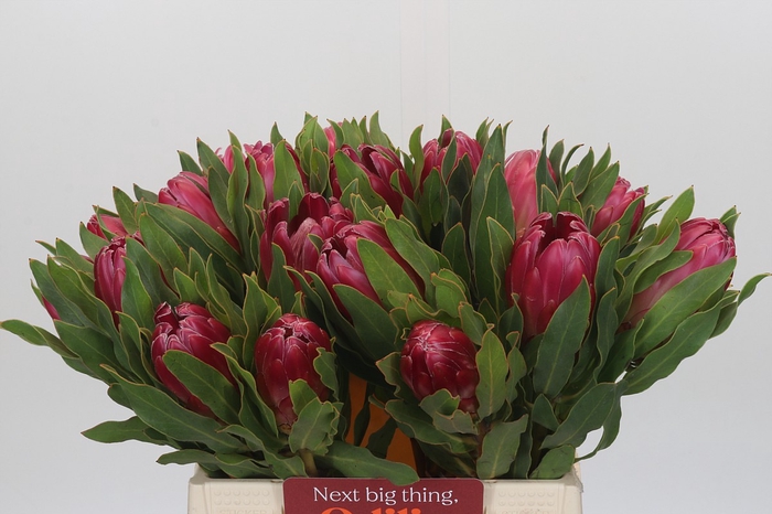 <h4>Protea Brenda</h4>