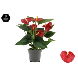 Anthurium 9 cm Diamond Red in transparant sleeve