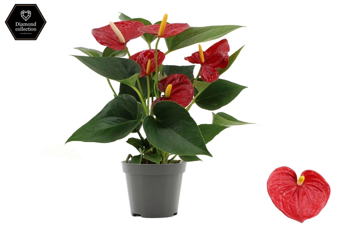 <h4>Anthurium Diamond Red in transparant sleeve</h4>