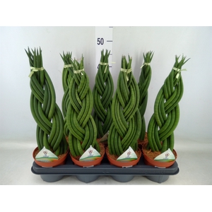 Sansevieria cyl.  ...