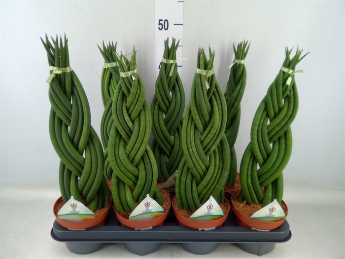 <h4>Sansevieria cyl.  ...</h4>