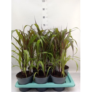 Pennisetum glauc. 'Purple Baron'